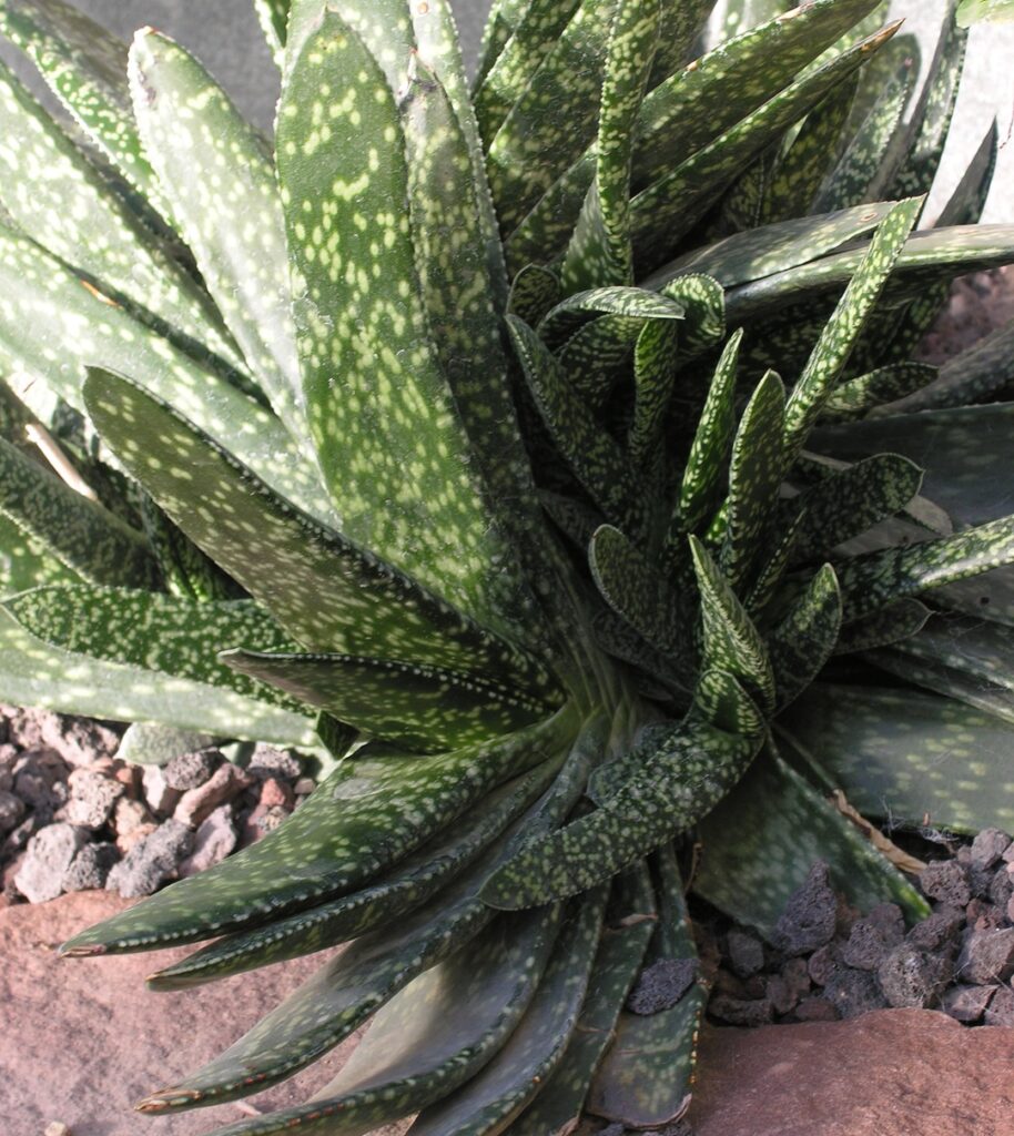 Gasteria disticha