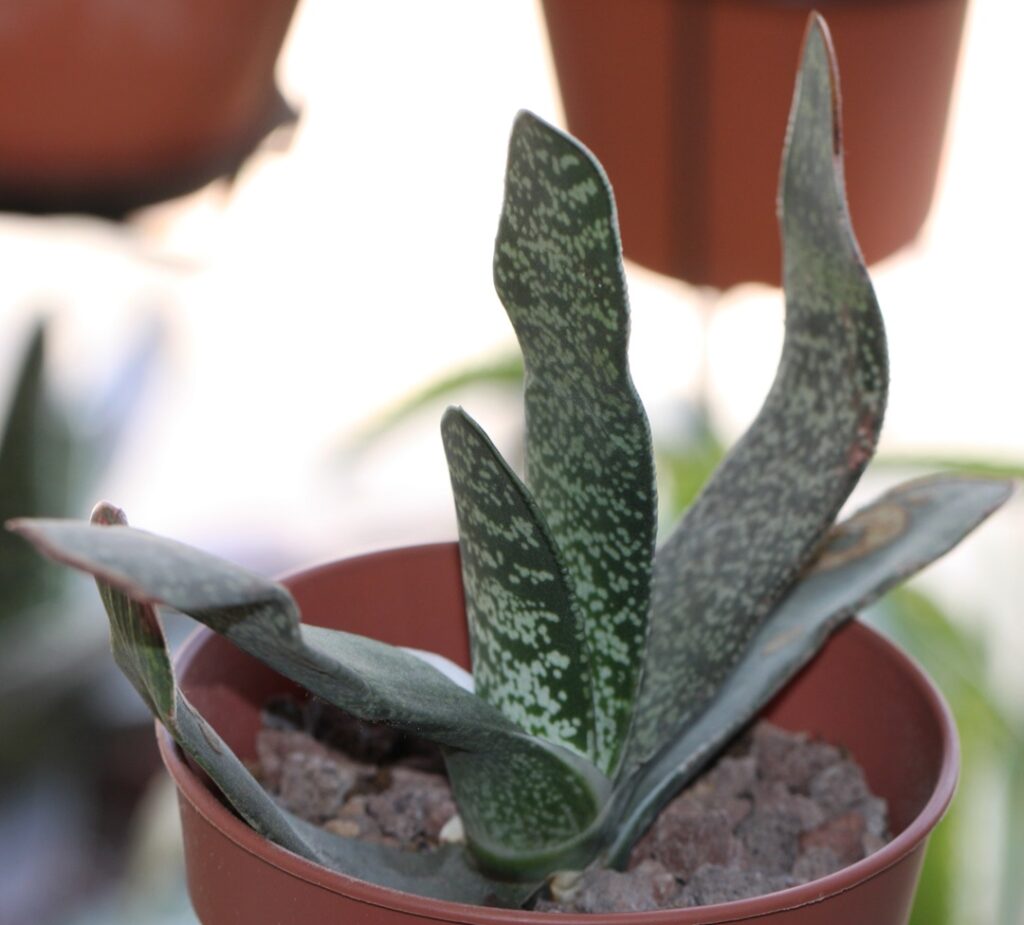 Gasteria disticha var. langebergensis