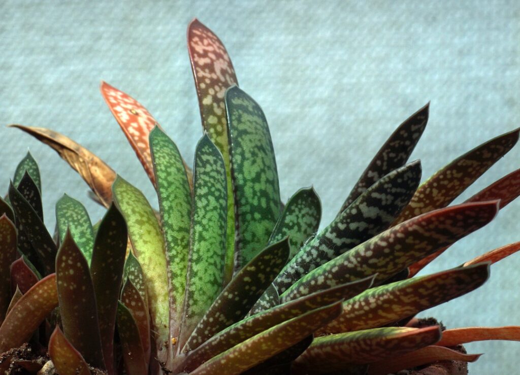 Gasteria doreeniae