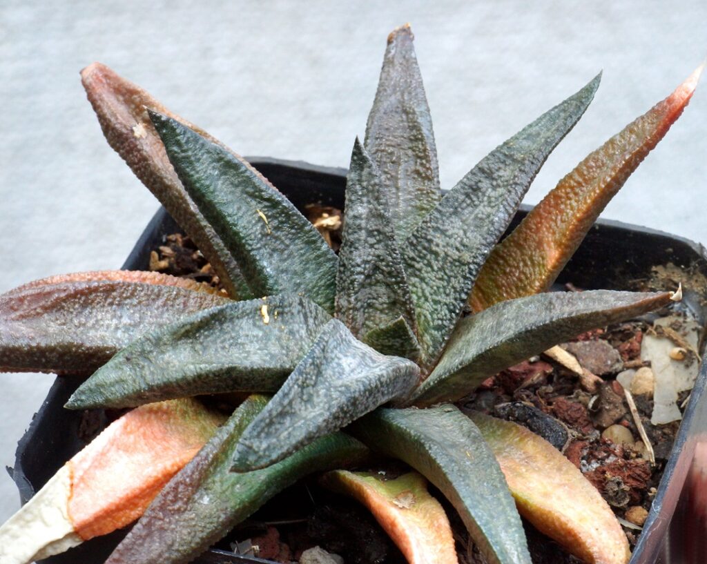 Gasteria ellaphieae