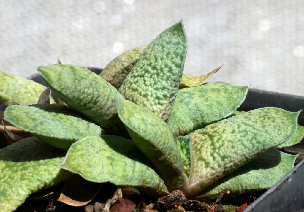 Gasteria glauca