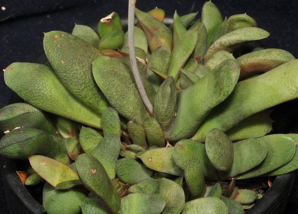 Gasteria glomerata