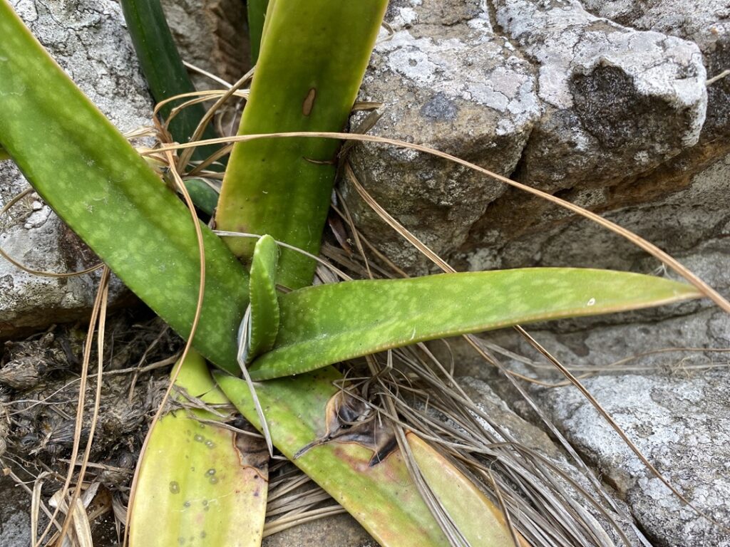 Gasteria loedolffiae
