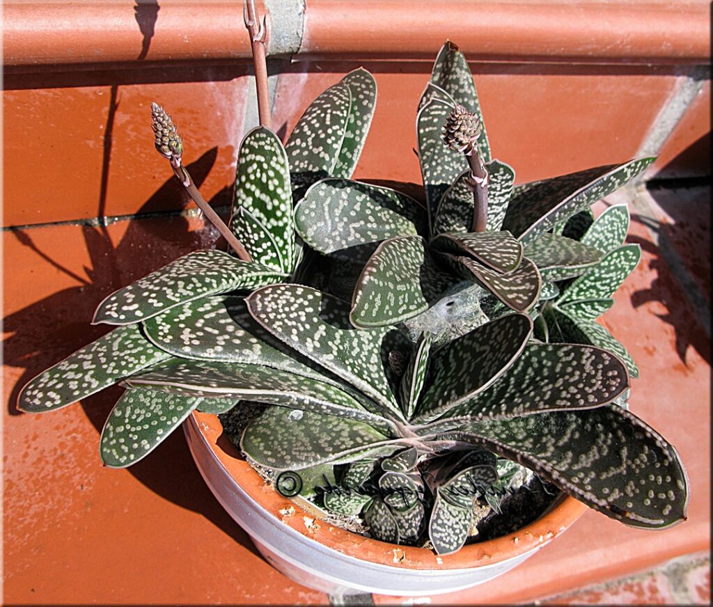 Gasteria pillansii