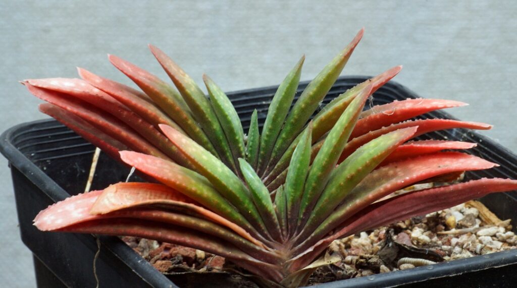 Gasteria pillansii var. ernesti-ruschii