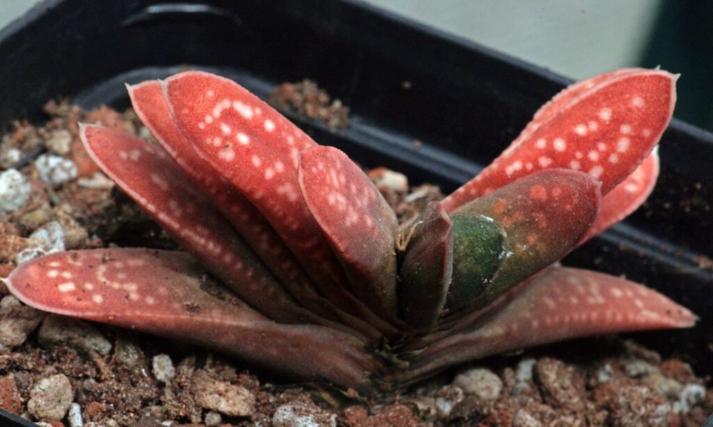 Gasteria pillansii var. hallii