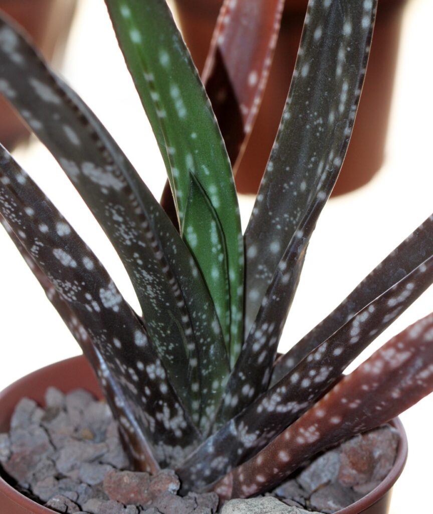 Gasteria pulchra