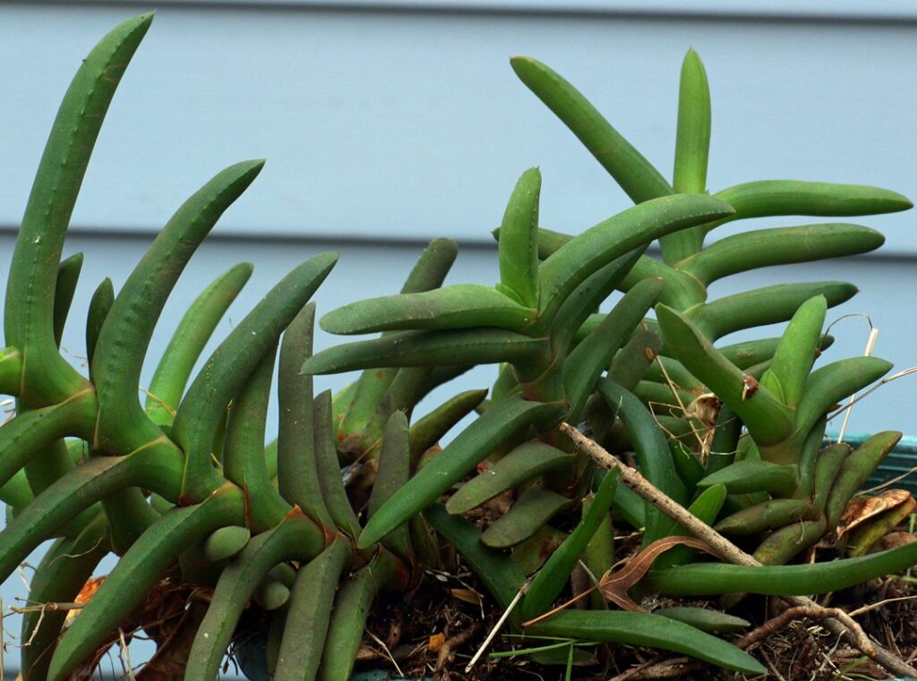 Gasteria rawlinsonii