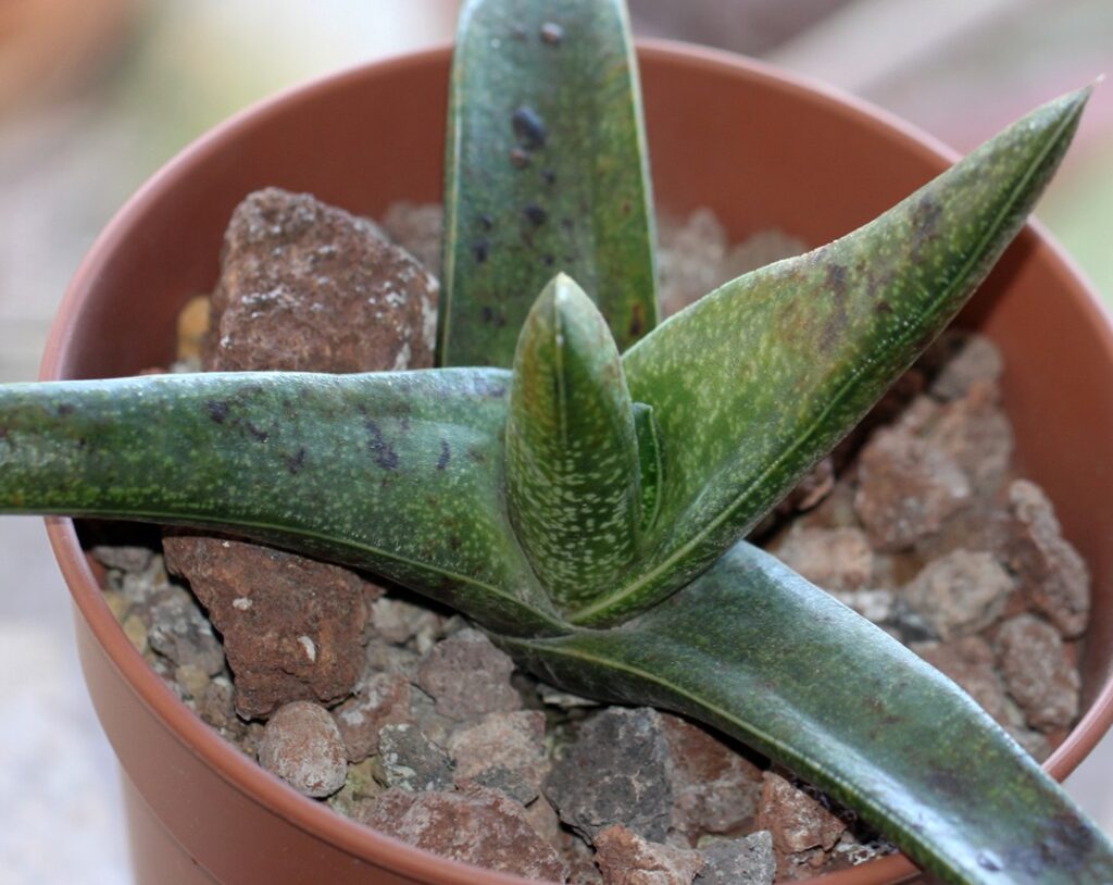 Gasteria tukhelensis