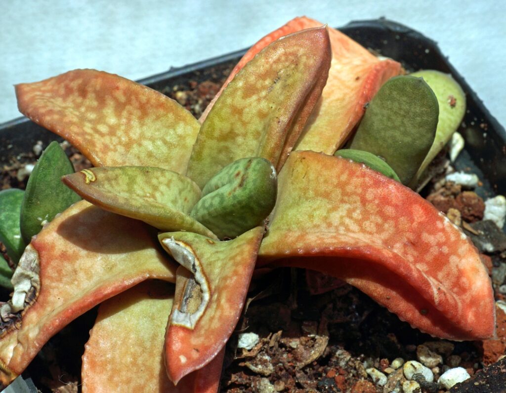 Gasteria vlokii