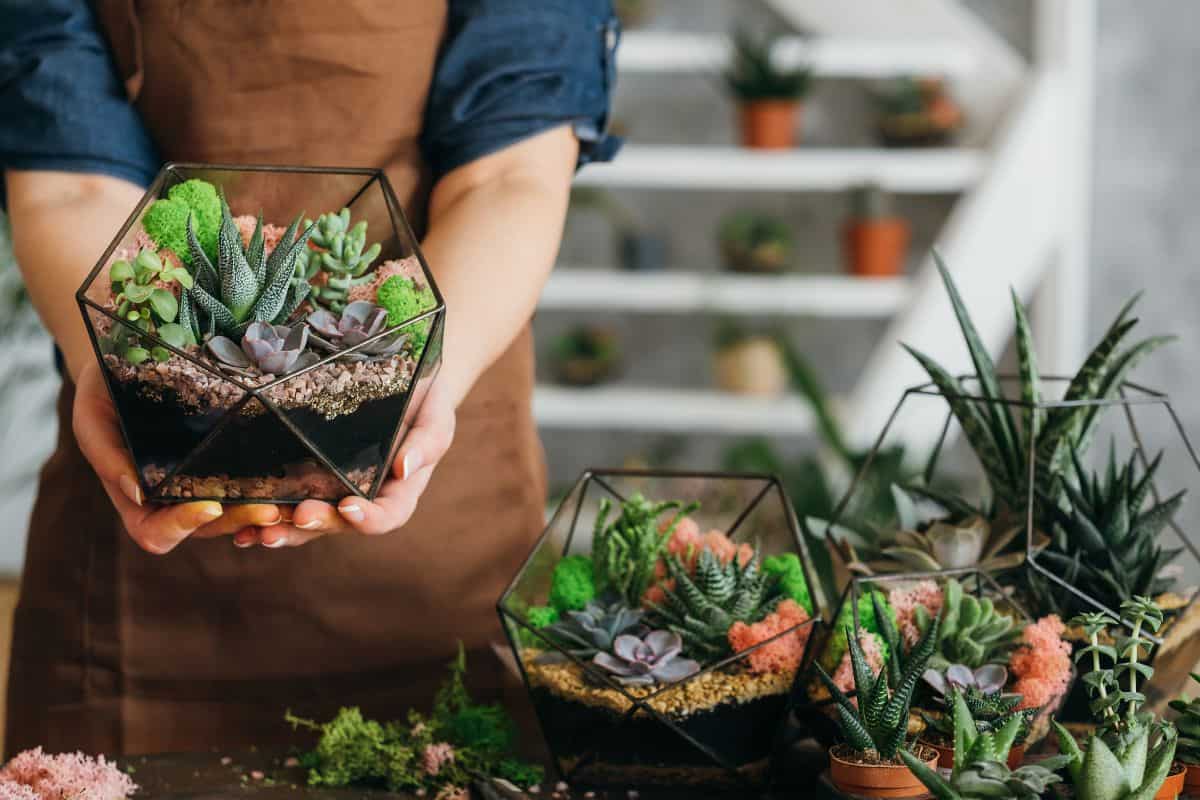 best succulents for terrarium