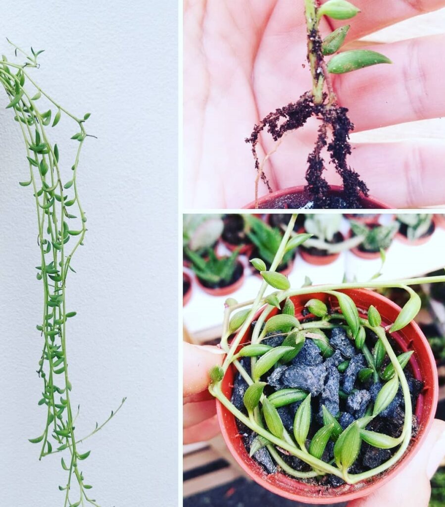 fish hook plant propagation