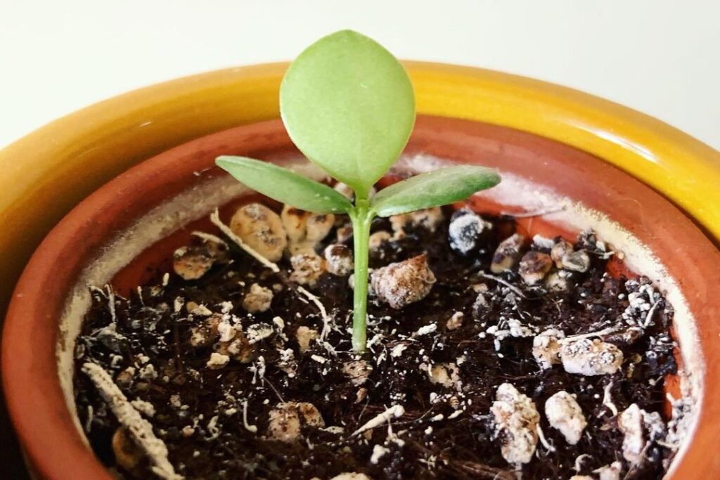 how to propagate string of coins