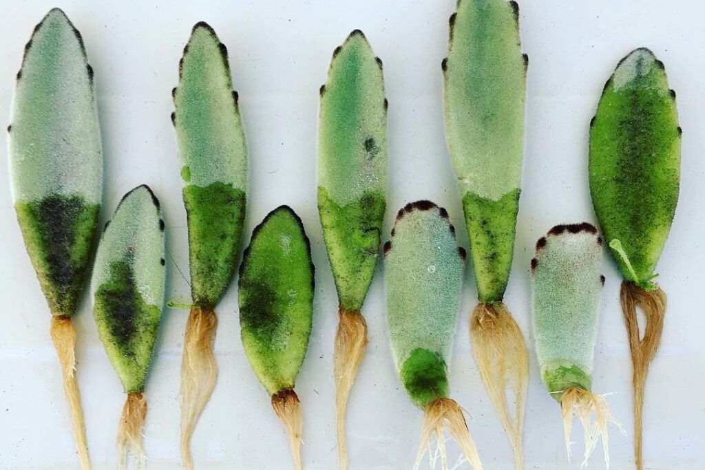 panda plant propagation