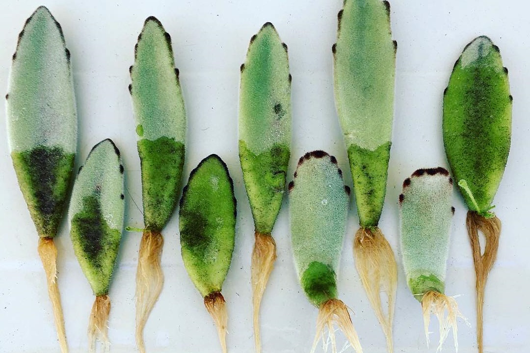 panda plant propagation
