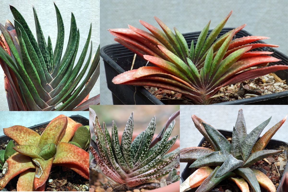 types of gasteria succulents