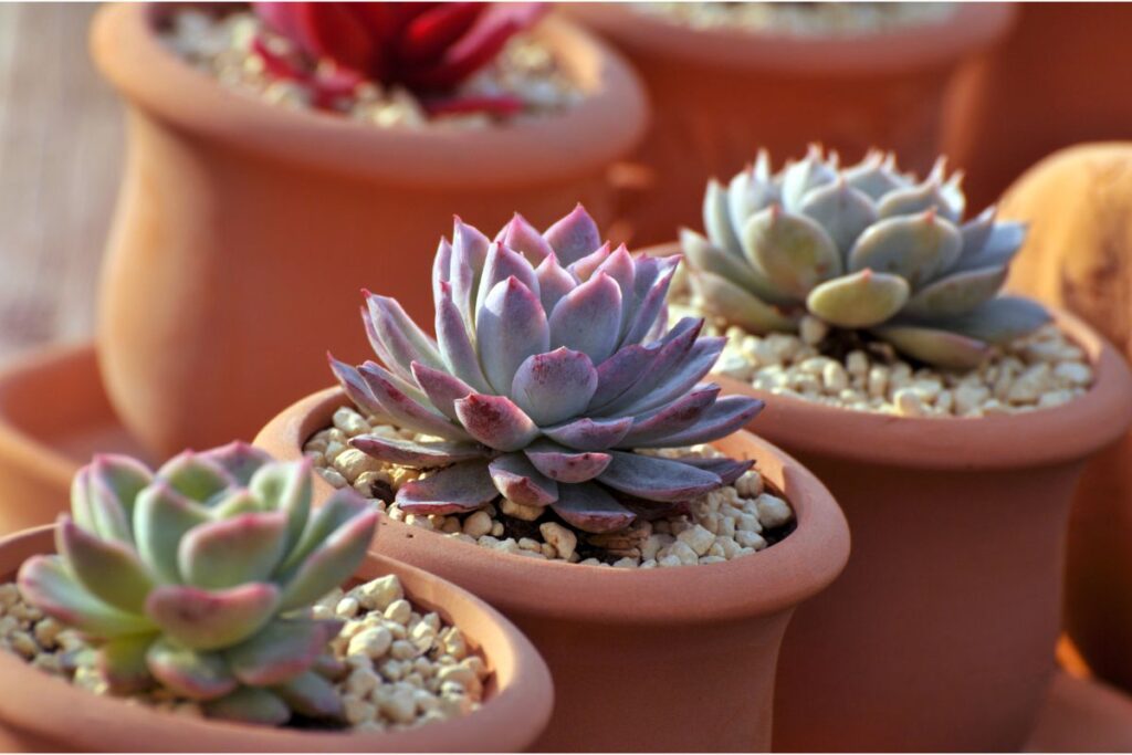 succulent light needs