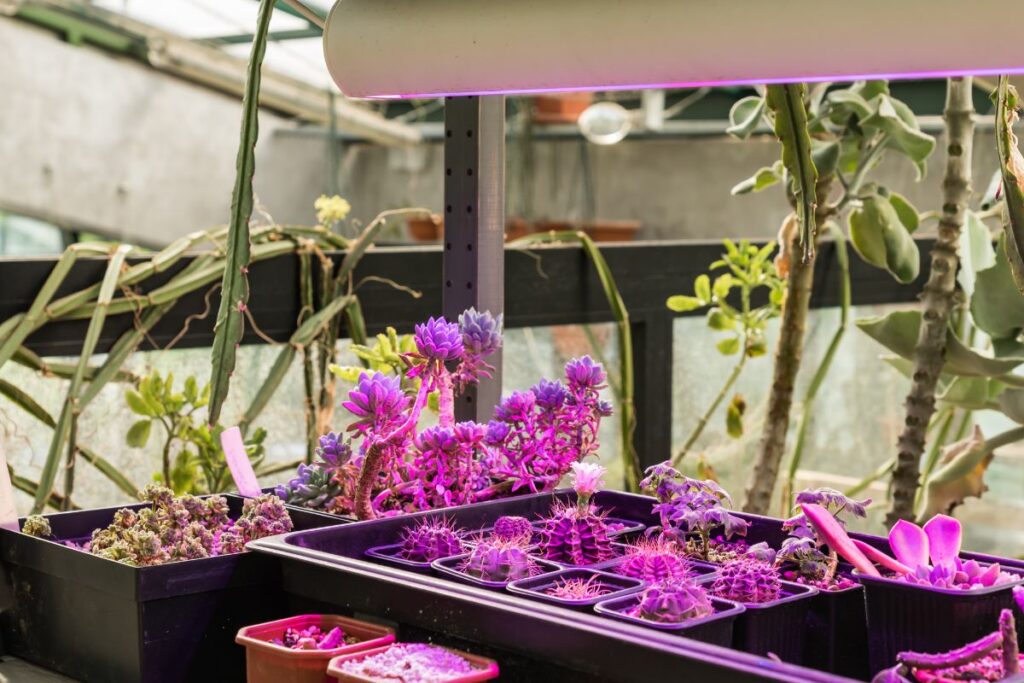 using grow light on succulents