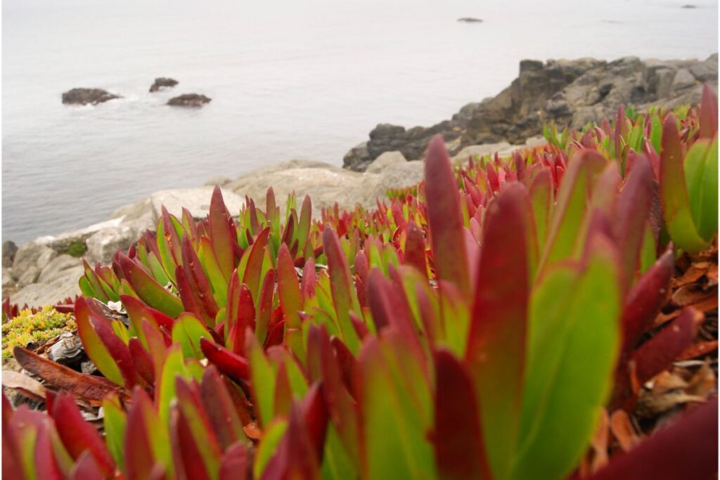 where succulents grow