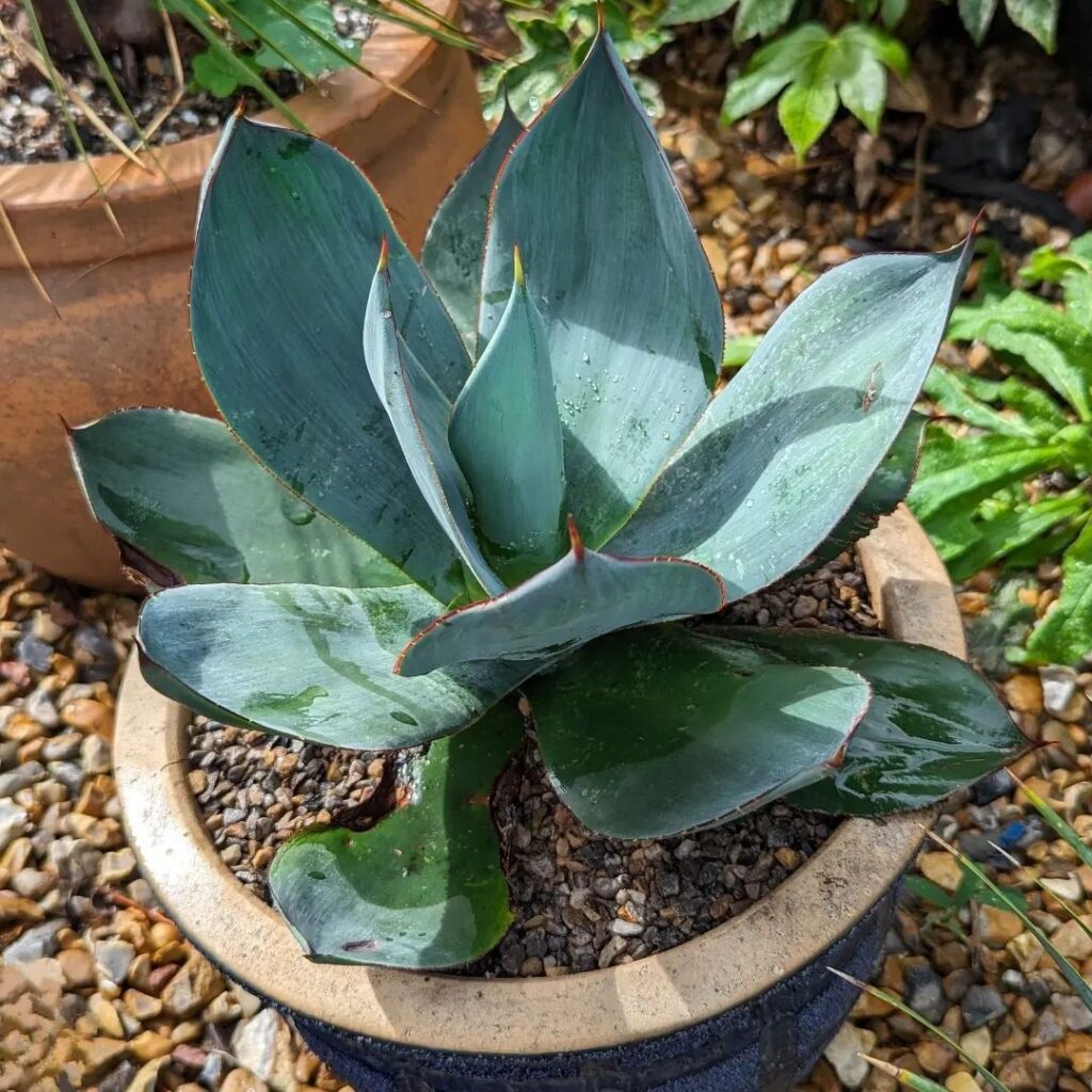 Agave celsii Nova