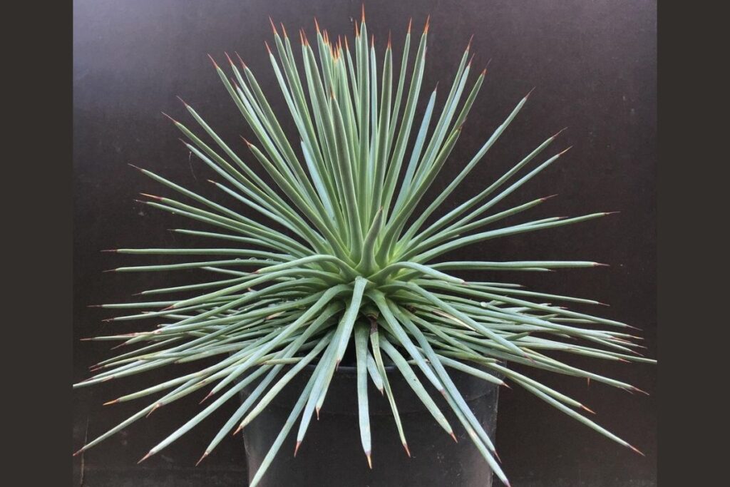 Agave stricta 'Nana'