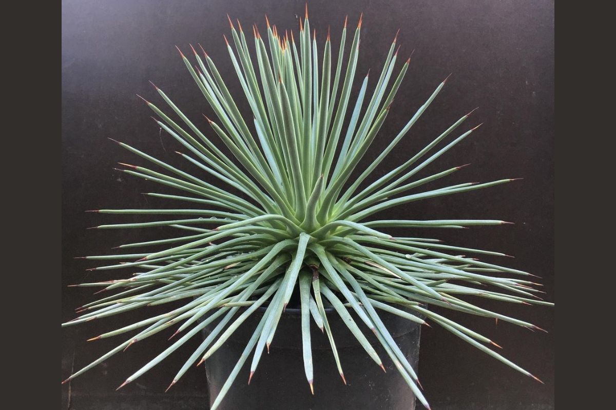 Agave stricta 'Nana'