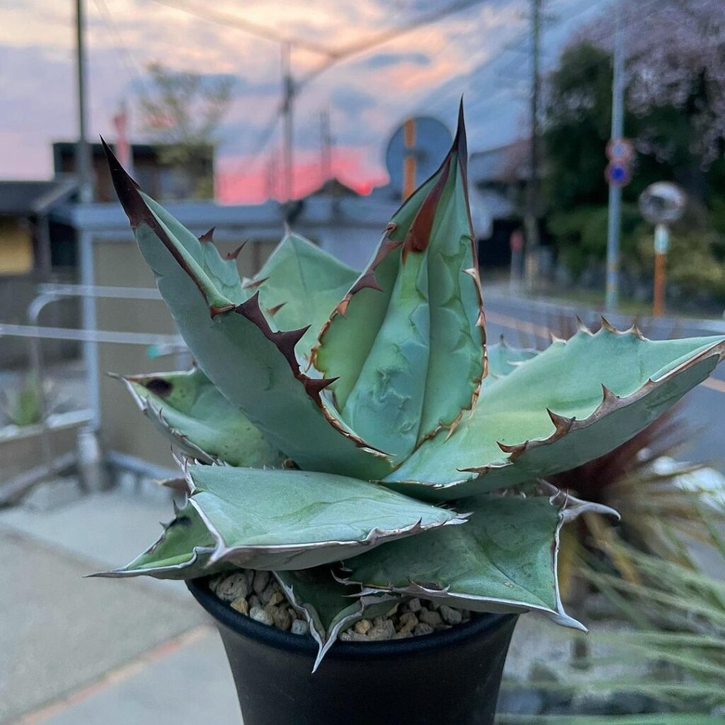 Agave titanota 'White Ice'