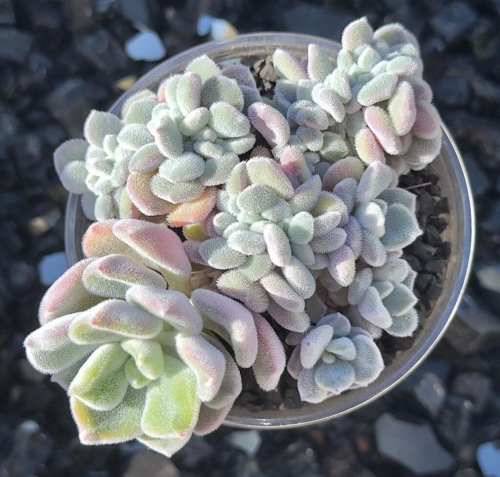 Echeveria Frosty propagation