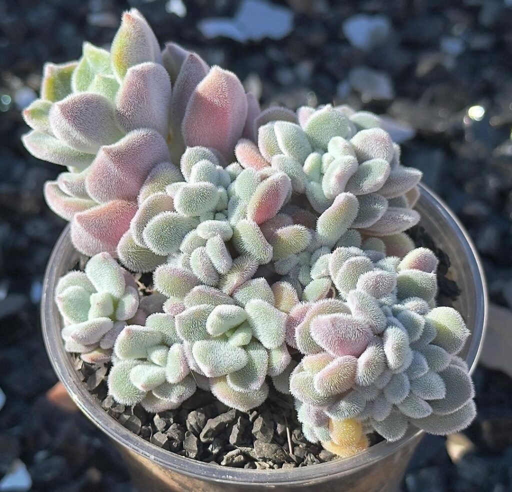 Echeveria pulvinata Frosty