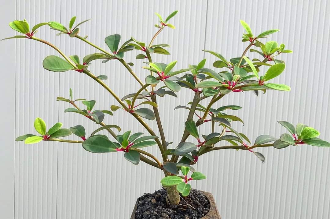 euphorbia bongolavensis