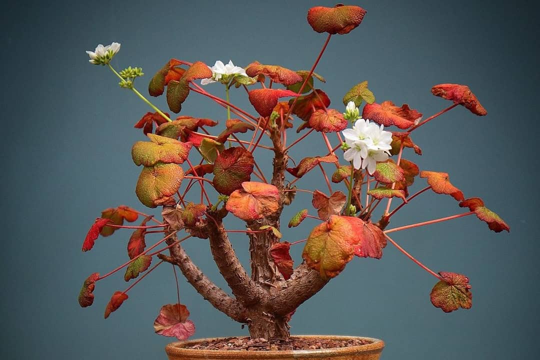 Pelargonium cotyledonis