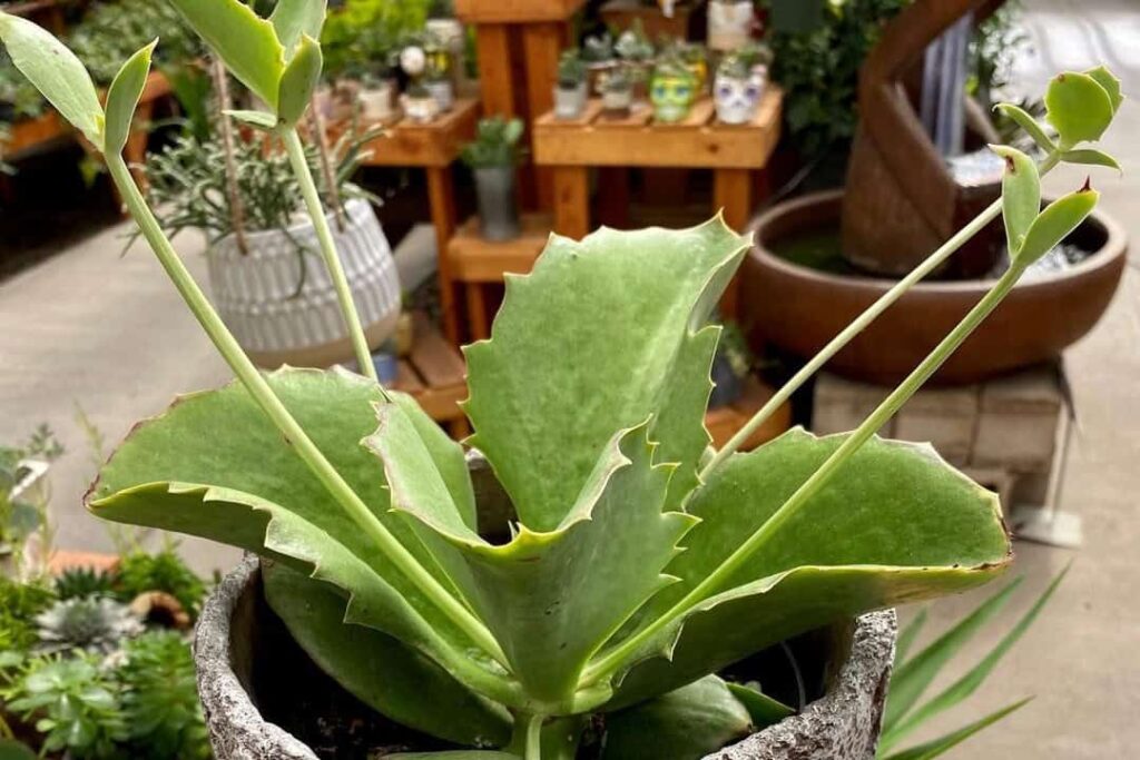 walking kalanchoe
