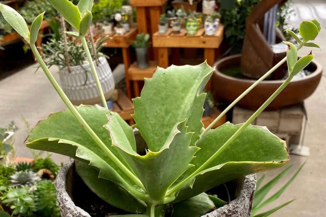 walking kalanchoe