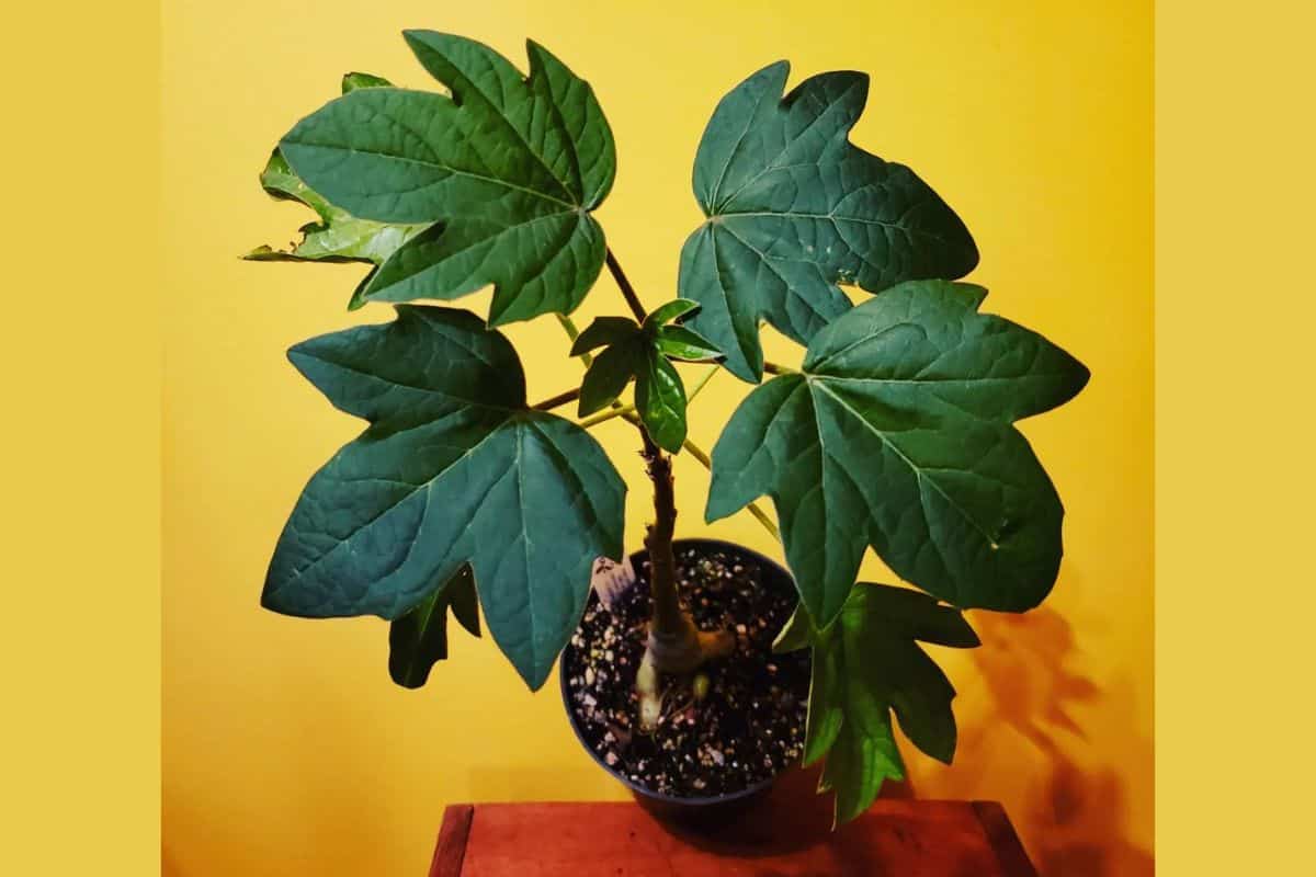 Adenia volkensii plant