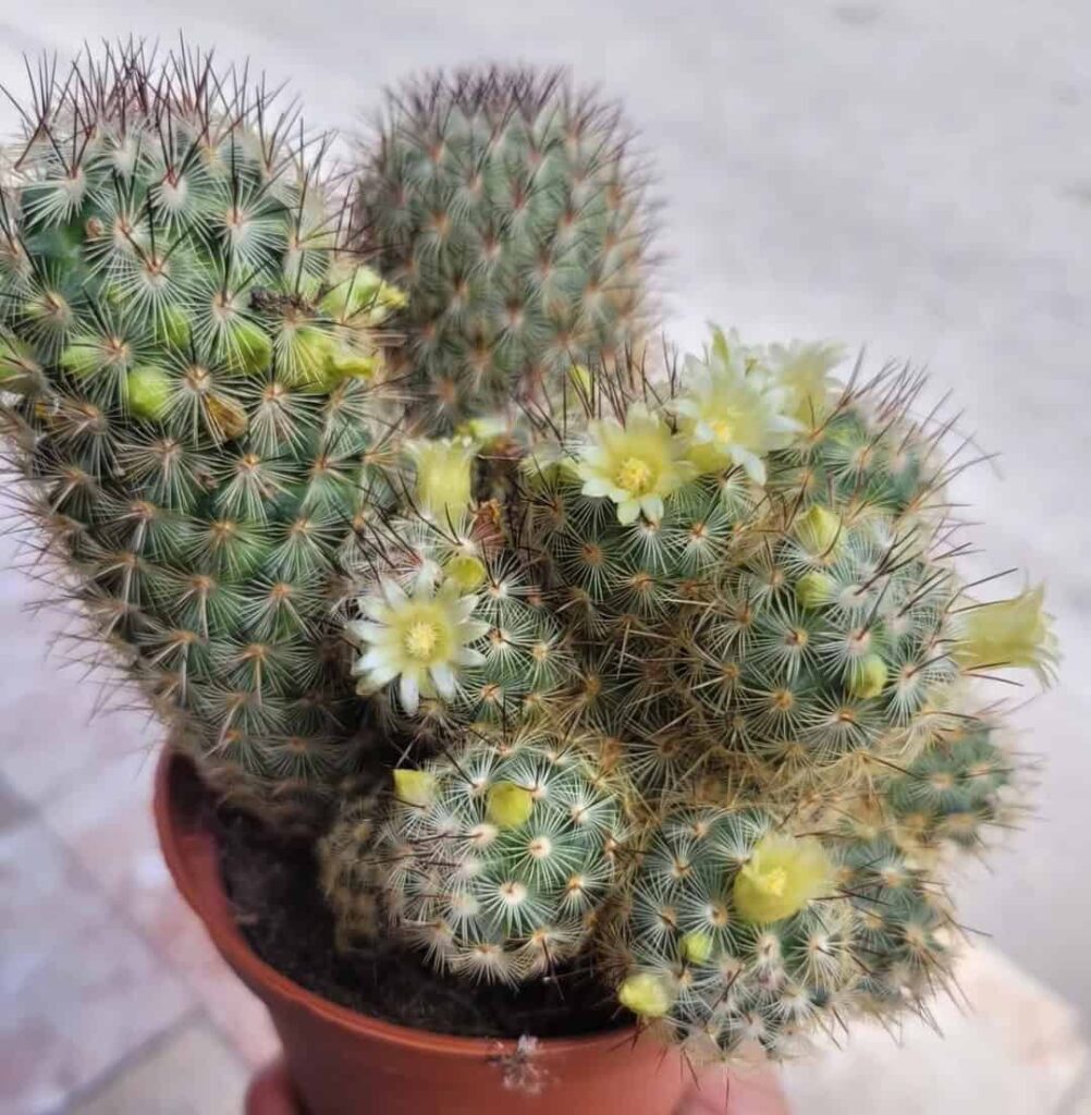 Mammillaria microhelia propagation methods