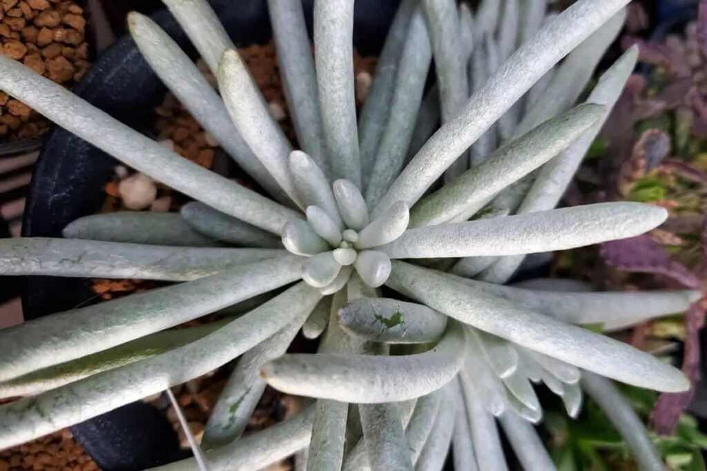 Senecio scaposus