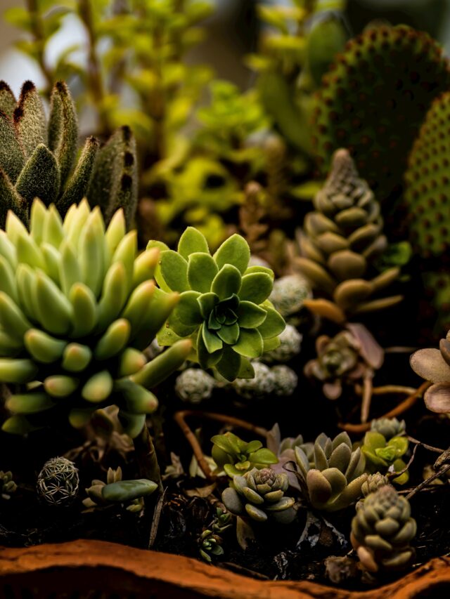 Sedum ‘Red Canyon’: A Visual Delight